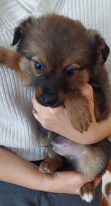 Щенки щаоночки.2 месяца.