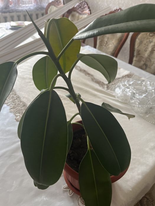 Продам комнатные цветы