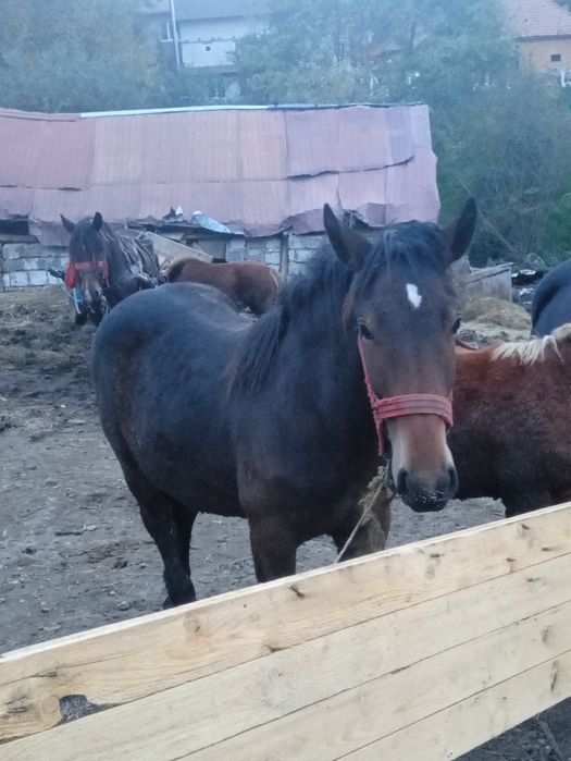 Iapă gestantă de vânzare cu doi mânji
