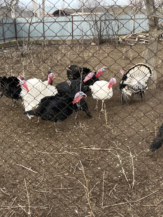 Индюк күрке қораз