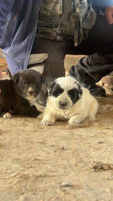 Отдам очаровательных щенят