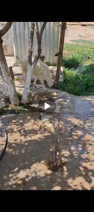 Орыс теке лак сатылады