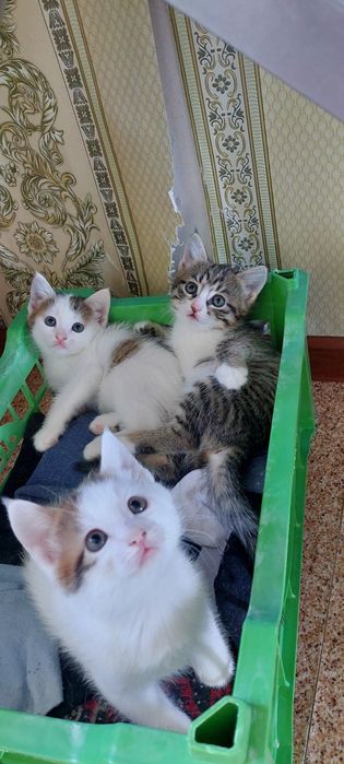 Мысыктын балдары