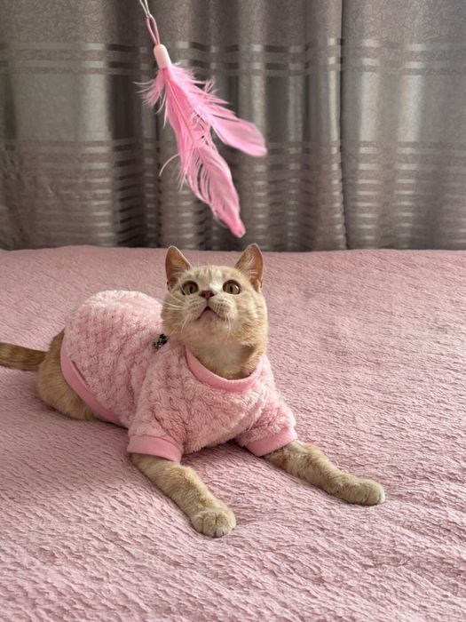 Отдаем кота в добрые руки