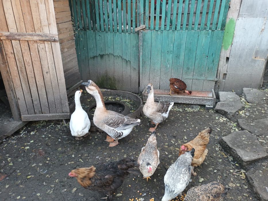 Vind sau schimb cu curci ,