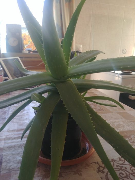 Алоэ Вера лечебный