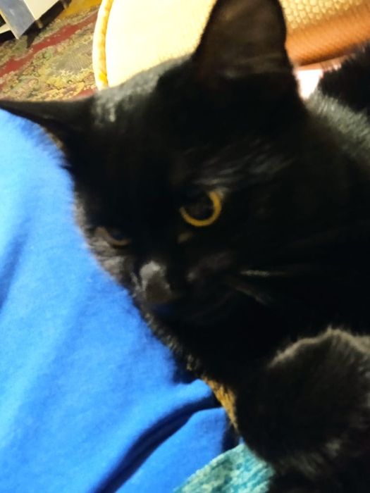 Кот британец ищет кошку