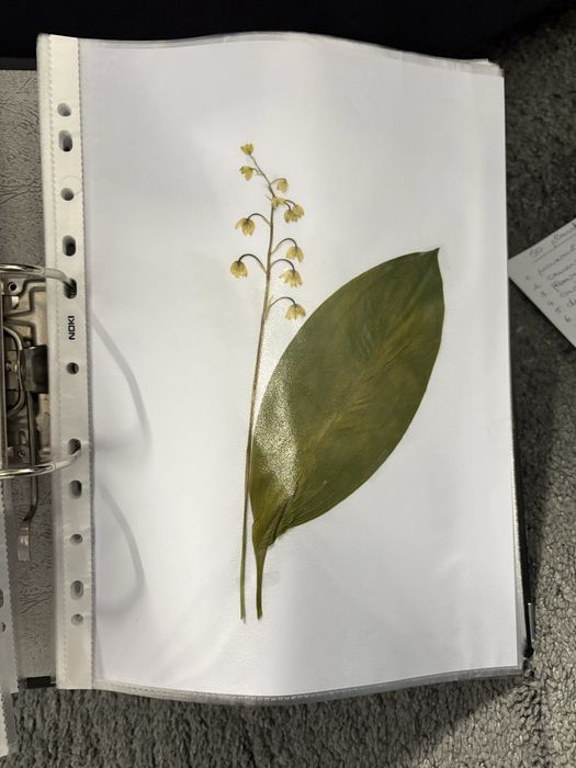 Ierbar 30 plante
