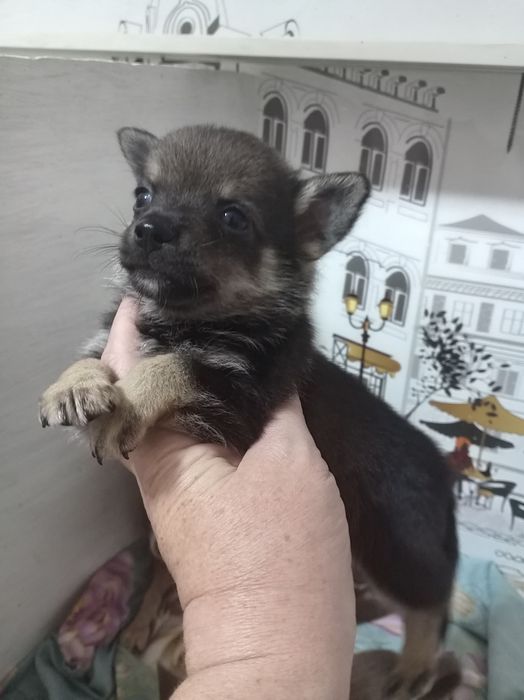Продам щенков помесь.