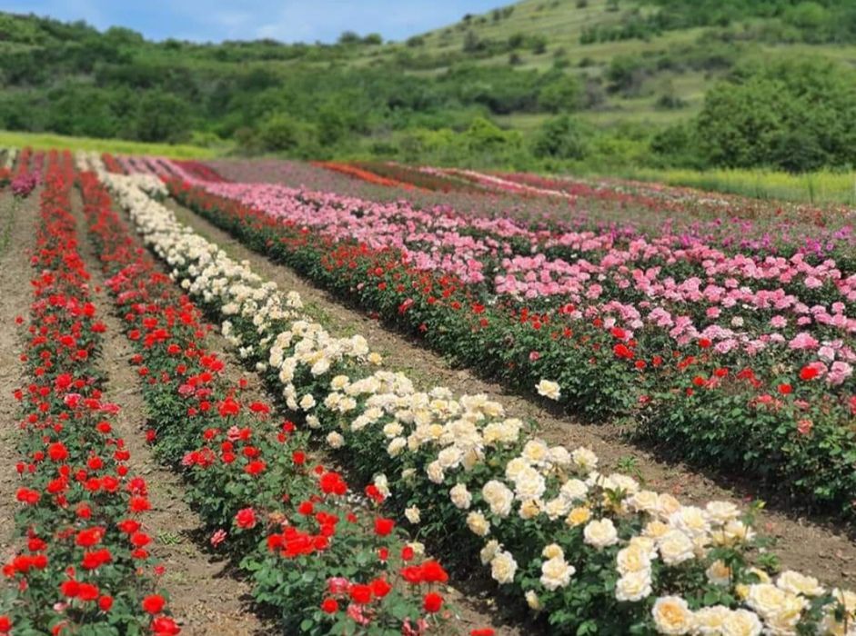 Butasi Trandafiri tufe/urcatori