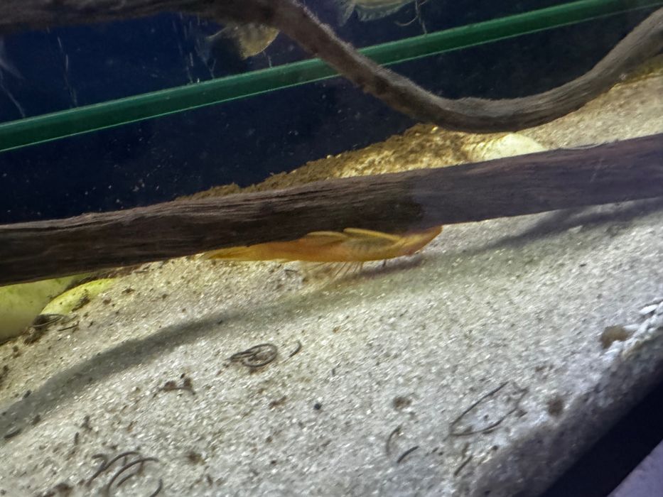 Продаем аквариум вместе со столом рыбками и всем что прилагается