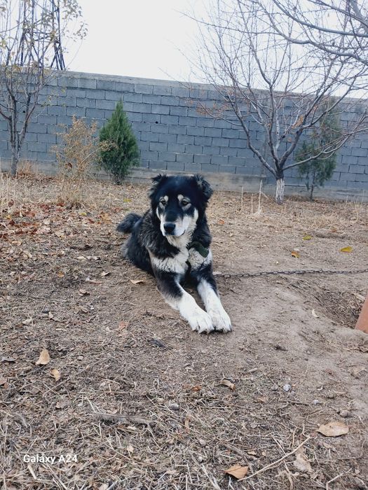 Үлкен   ұрғашы ит