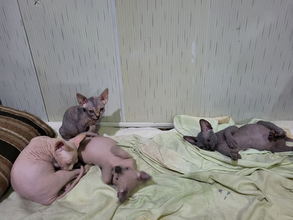 Котята сфинкс 3 мальчика