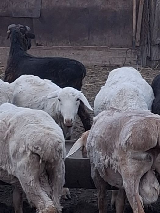 Тоқтылар сатылады