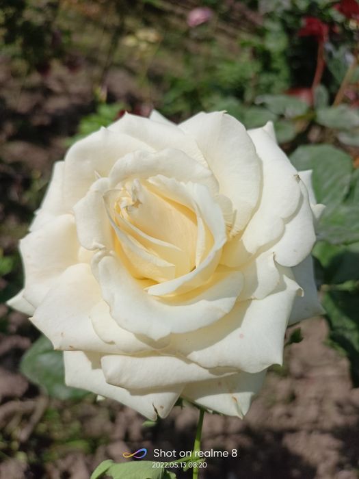 Shtampoviy atirgullar