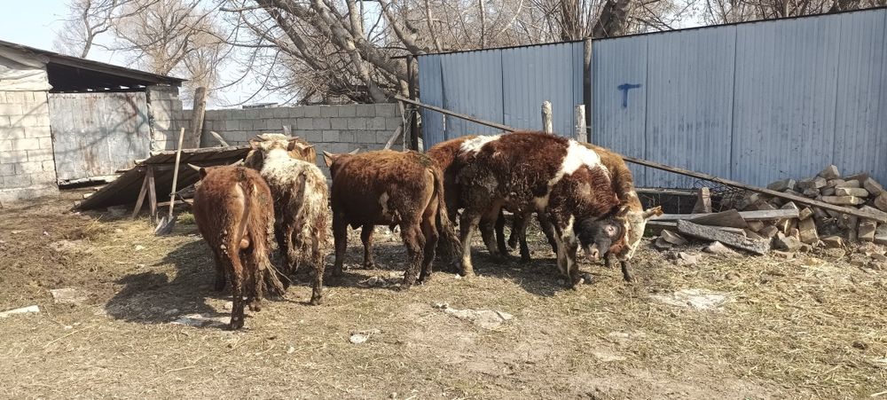 Бұзау тайыншалар