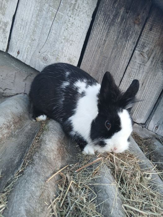 Mascul pitic si cocoș pitic