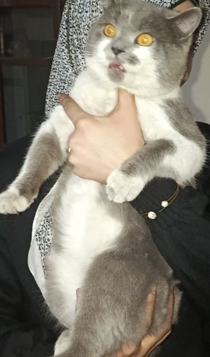 400 ming kelishamz. British Shorthair. Fargʻonada