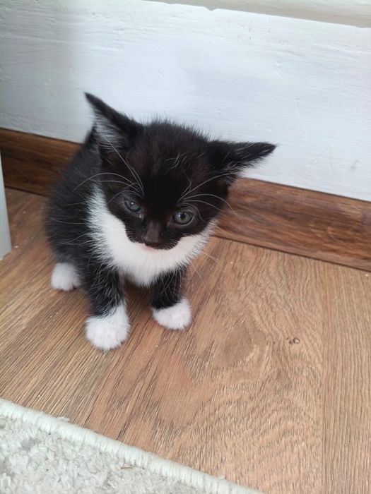 марғау, котенок, кошка