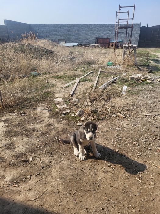 Парода Төбет күшігі