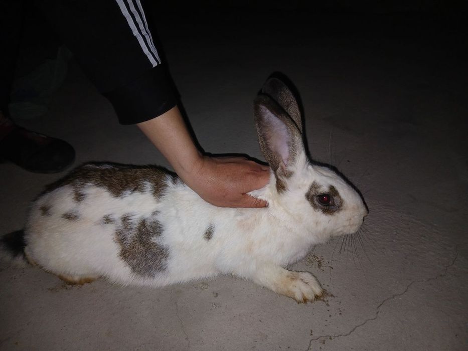 Quyon velikan sotiladi