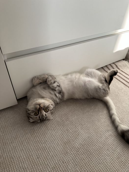 Нужен котик для вязки