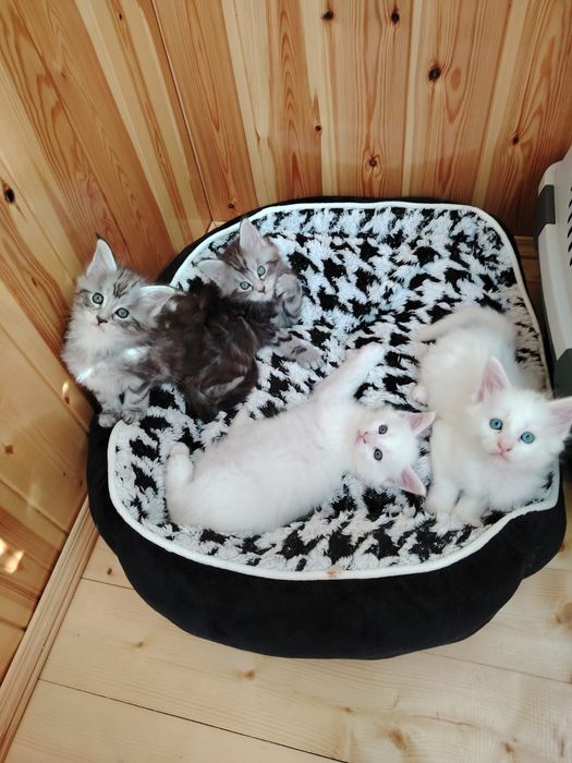 В продаже Котята Мейн-кун