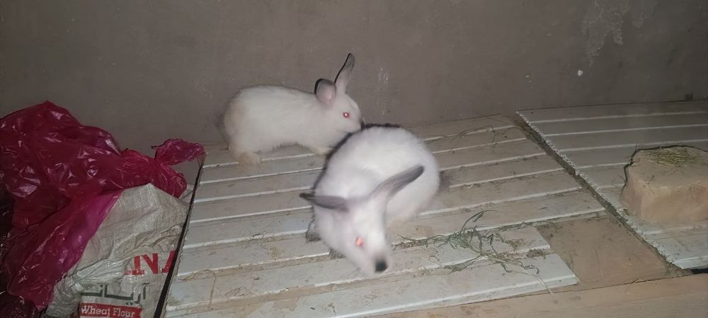 Продается Калефарнийские кролики