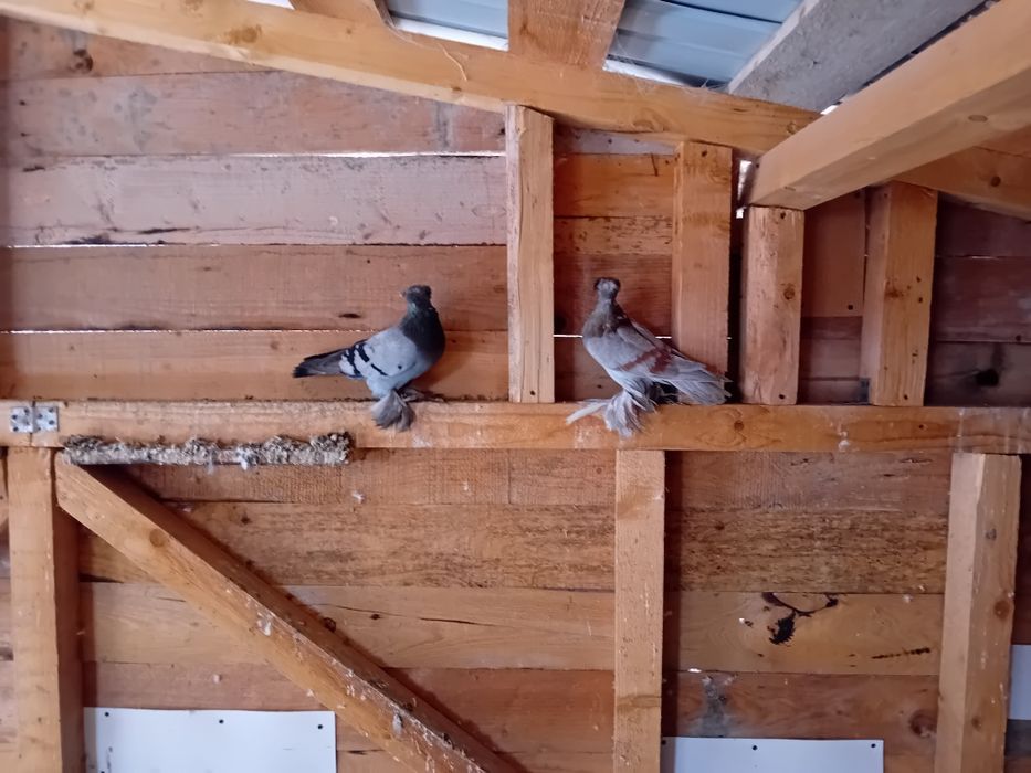 Vand schimb porumbei jucatori de botosani