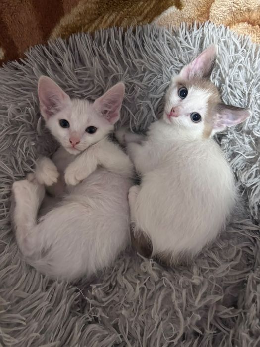 Отдам в добрые руки двух игривых кошечек