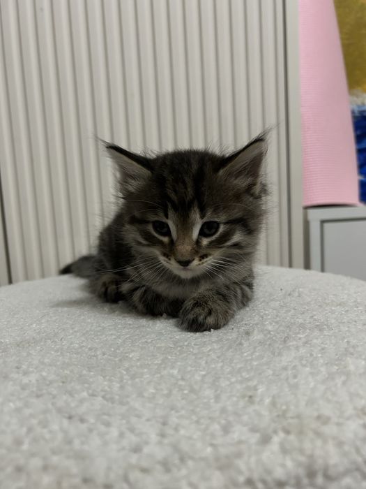 Отдаю котят в добрые руки!