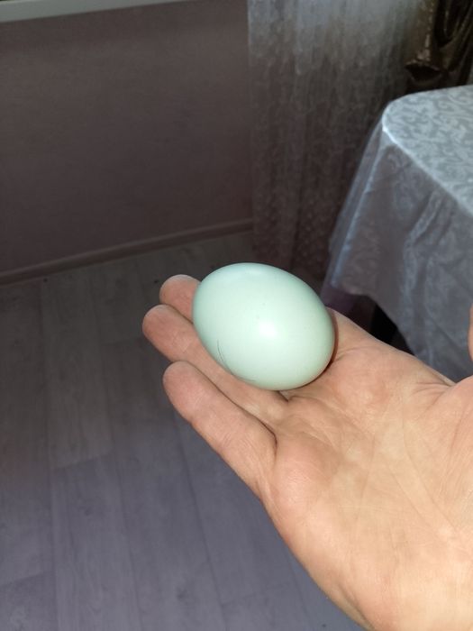 Продам домашних цыплят