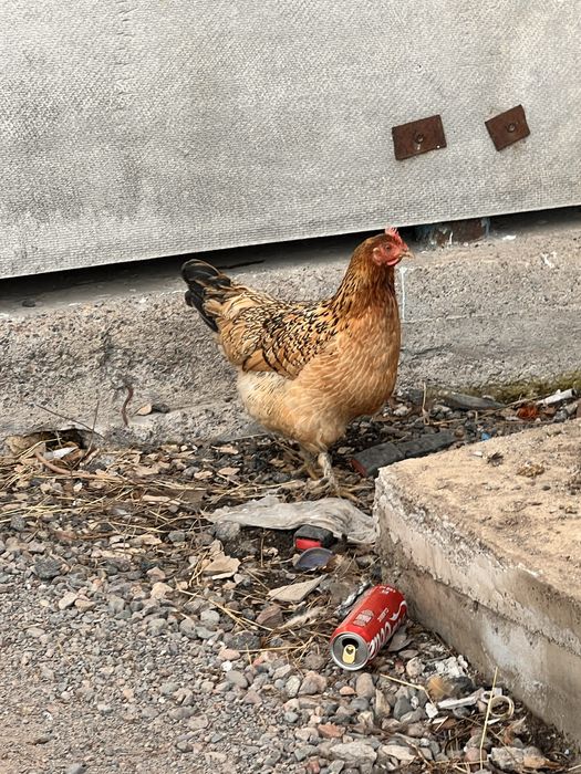 Кучин мекен сатылады