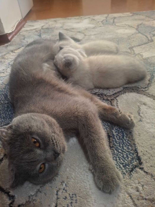 Катёнок Скотиш фолд. Скотиш страйт