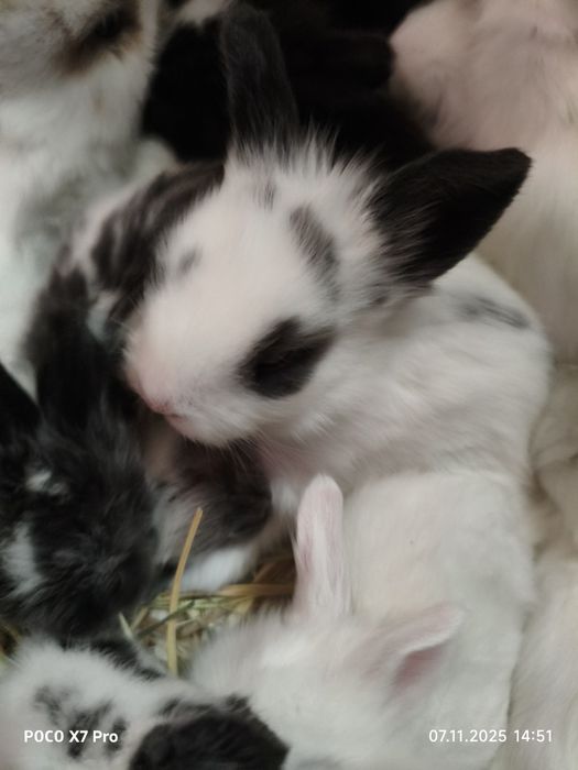 Карликовые кролики