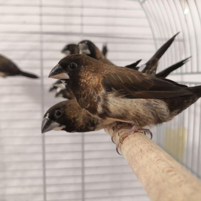 Японские амадины