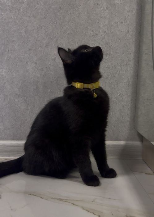 Продаётся прямоухая короткошерстная девочка