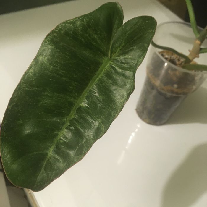 Филодендрон Параисо Верде