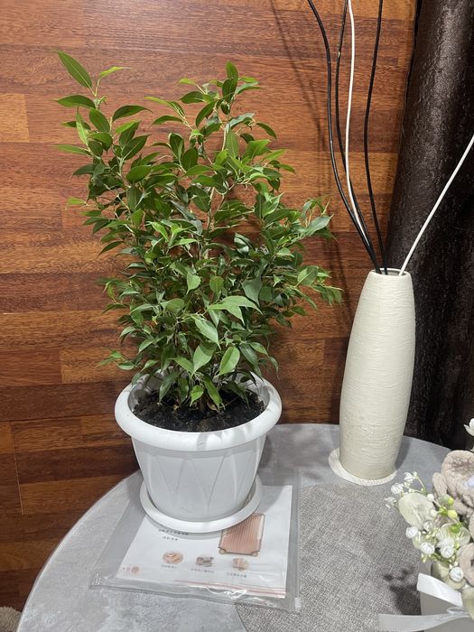 Фикус Бенджамина.