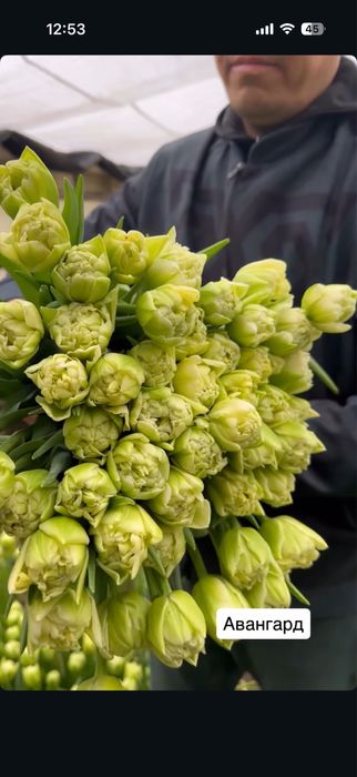 Тюльпаны предзаказ