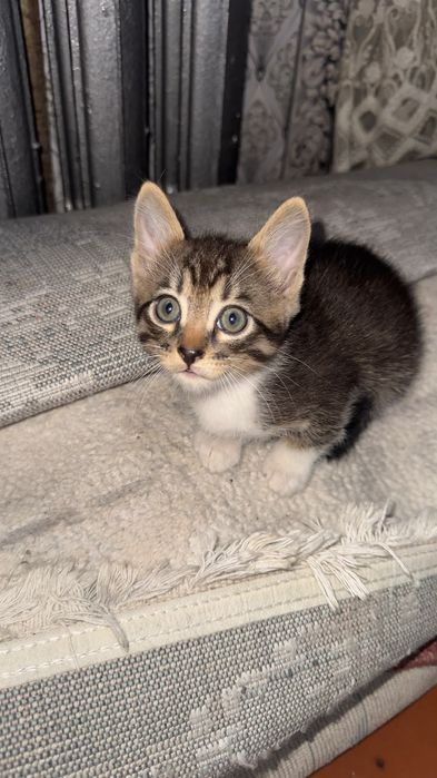 Отдам котёнка бесплатно