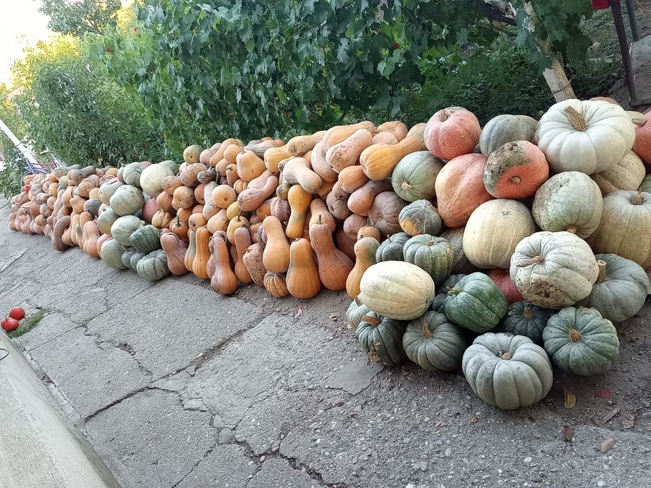 Dovleci Plăcintari Turcești și de supa&piure