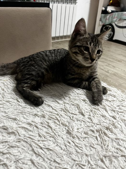 Отдам котенка девочку