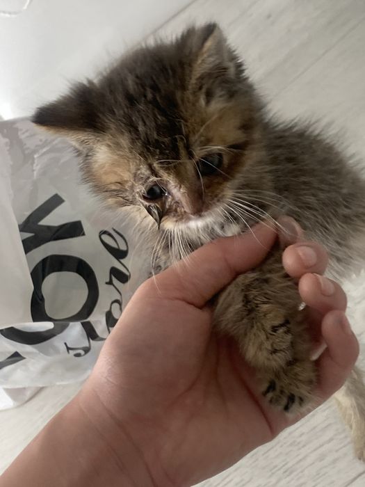 Кішкентай мысық,