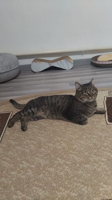 Котик в добрые и любящие ручки