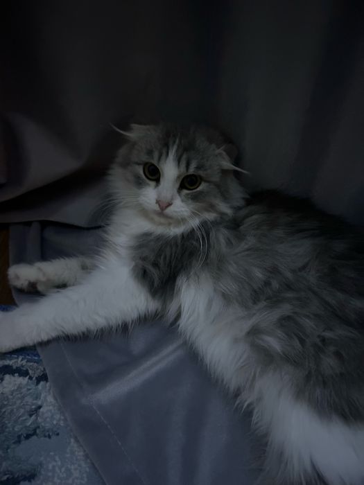 Продам пушистого шотландского кота