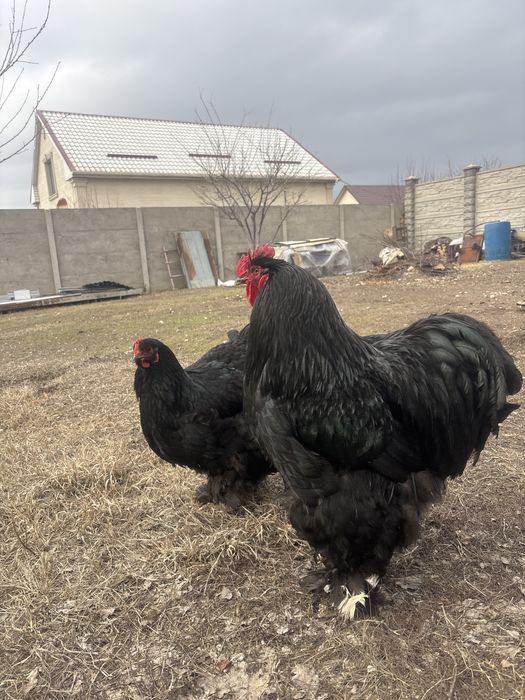Продам кохинхин петух и курица