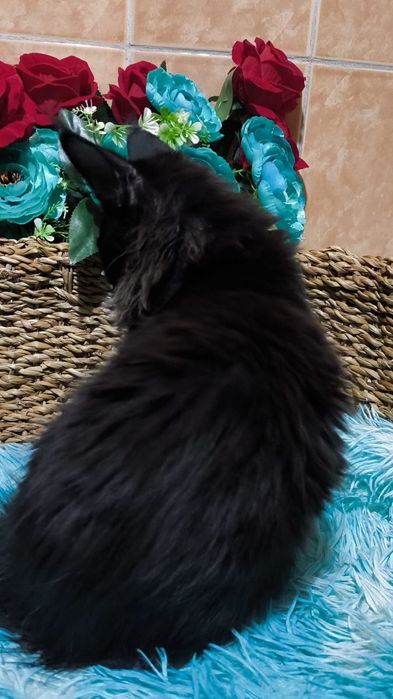 ШИКАРНЫЕ- ЧЁРНЫЕ ( детки ) Мейн кунов