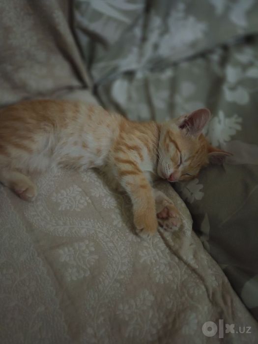 Отдам котят даром на хорошие и ответственные руки!!!