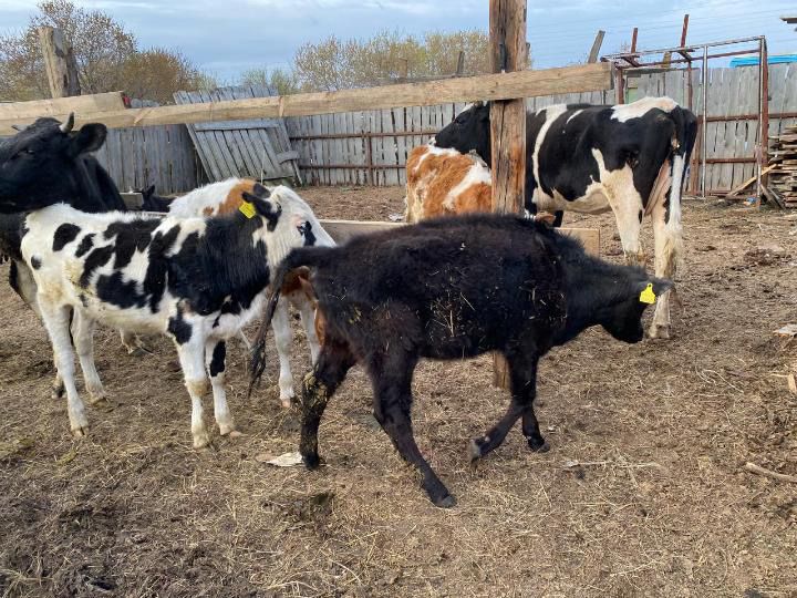 Продам 6 телок и 7 телят